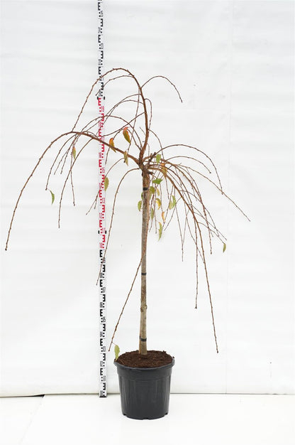 Prunus &
