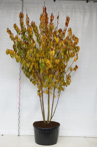 Prunus serr. &