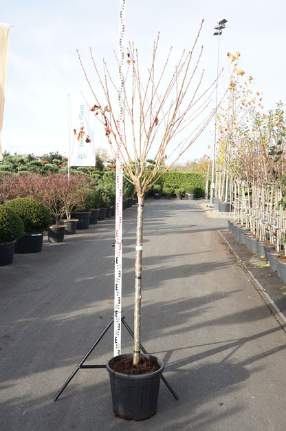Prunus serr. &