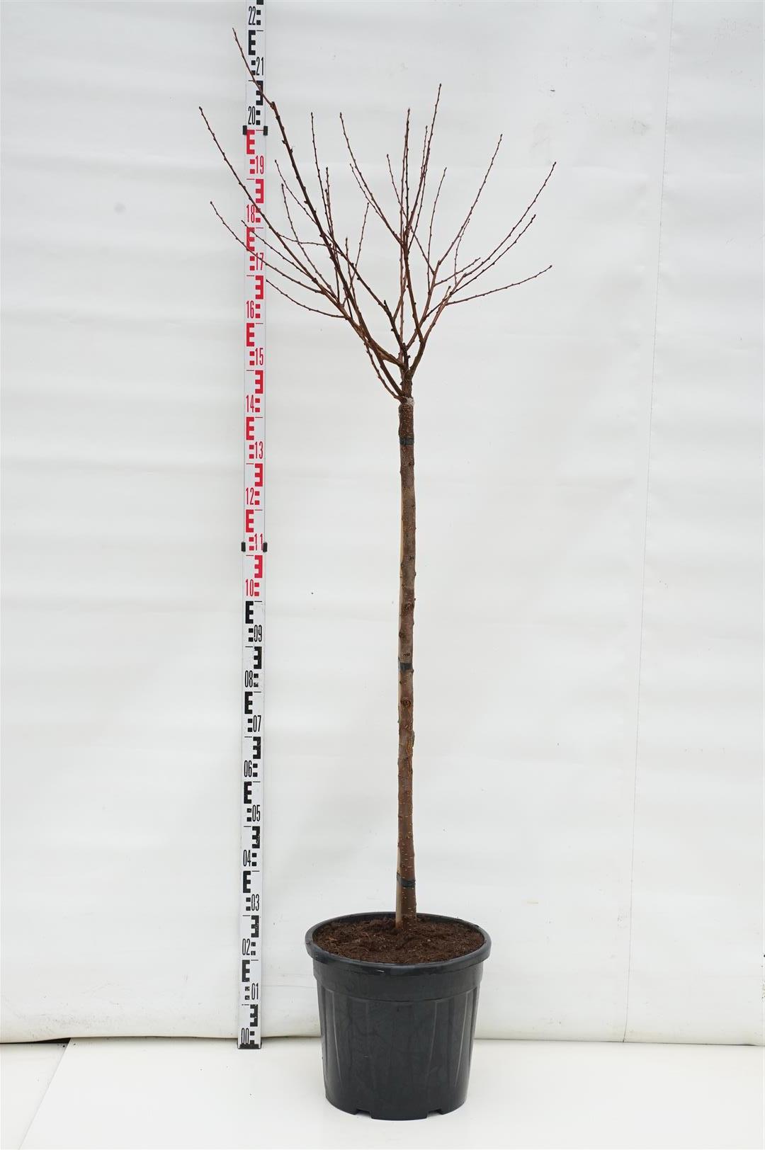 Mandel triloba - 125 CM STEM C30