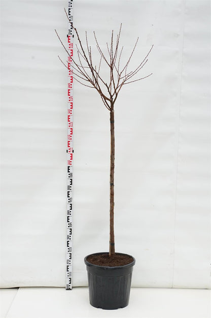 Prunus triloba 125 cm stam C30 (30 liters kruka)