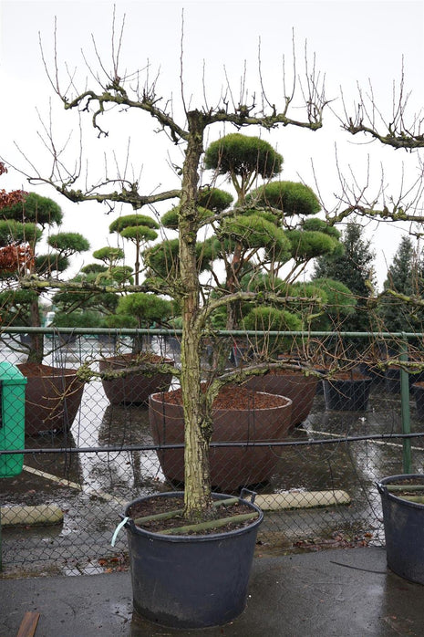 Pyrus c. 'Conference' (espalier)