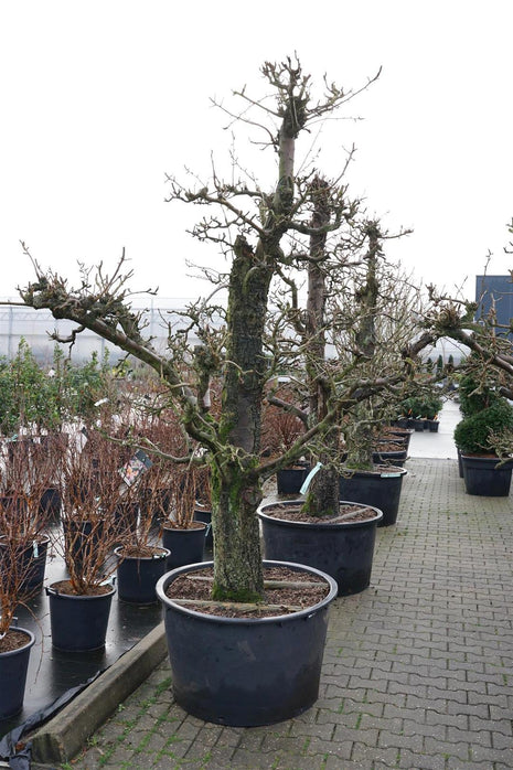 Pyrus c. 'Doyenne du Comice'