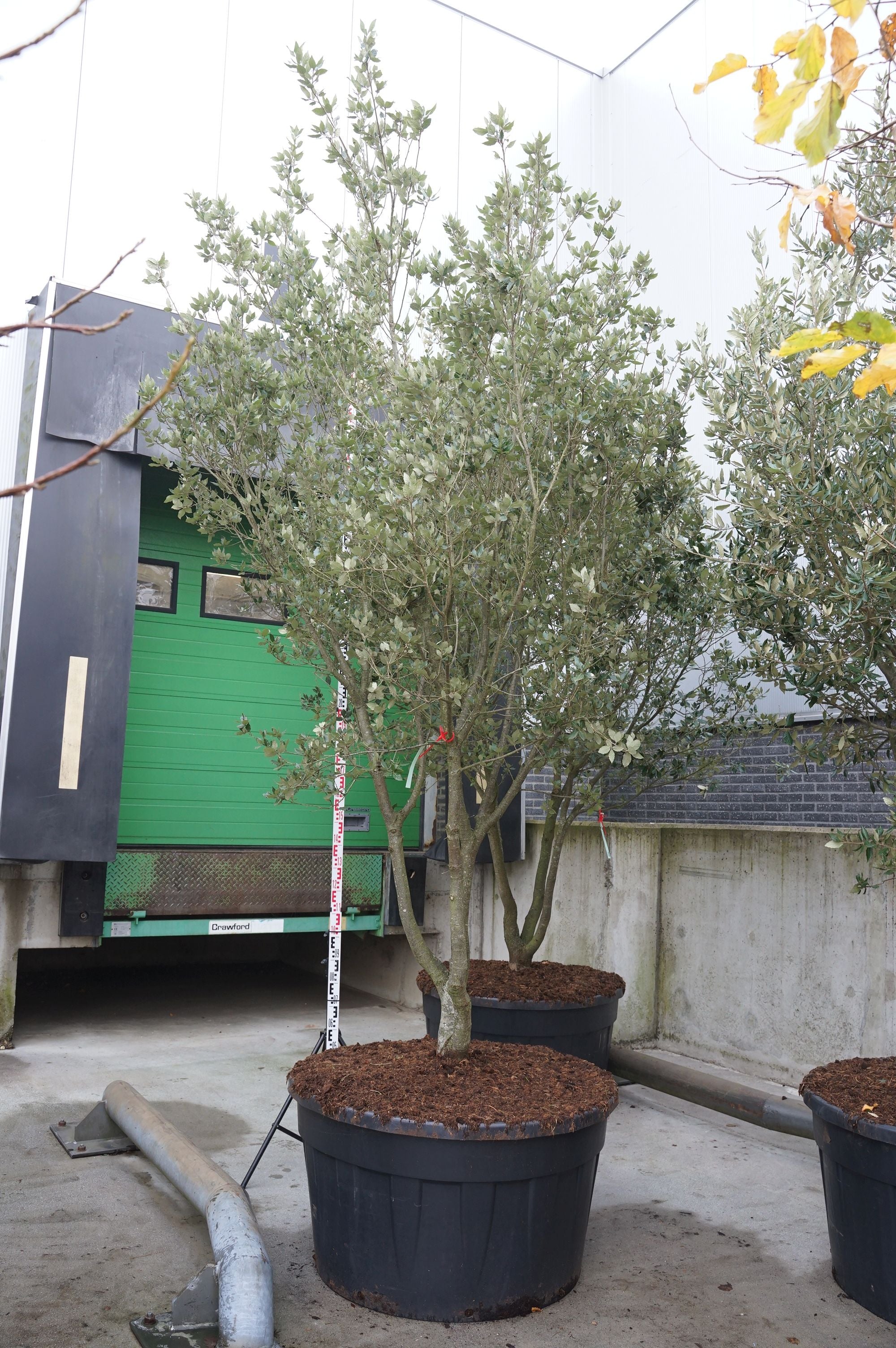 Ek ilex - MULTISTEM 300-350 CM C500