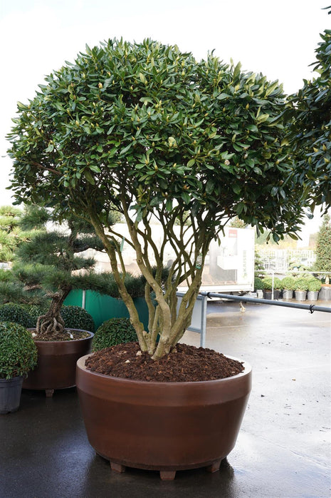 Rhododendron 'Cunningham's White'