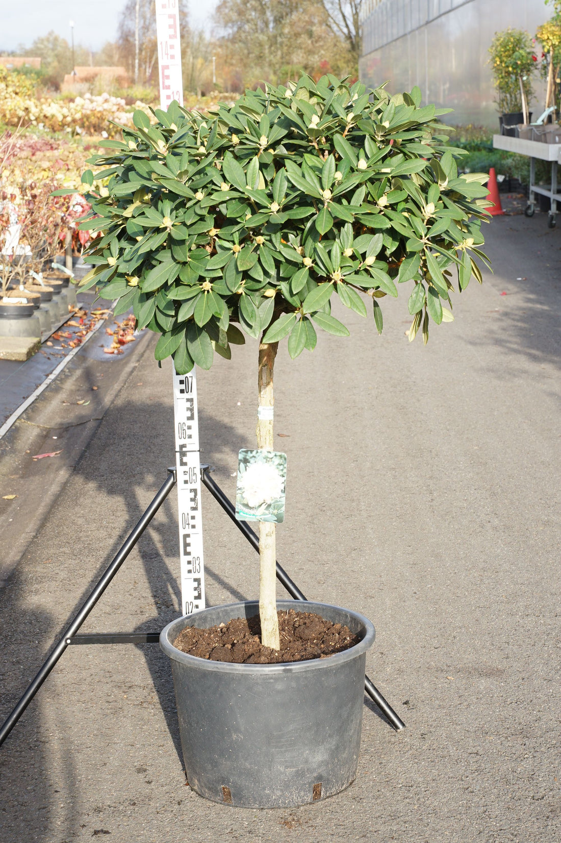 Rododendron (Y) &