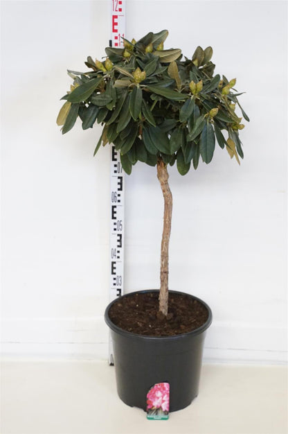 Rhododendron (Y) &
