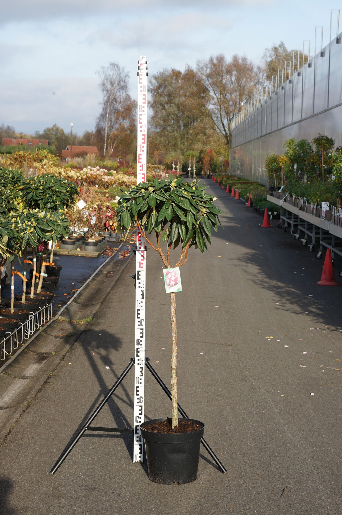 Rododendron (Y) &
