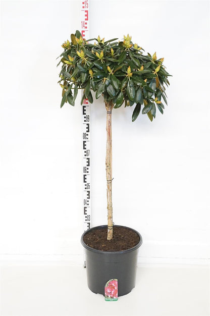 Rhododendron (Y) &