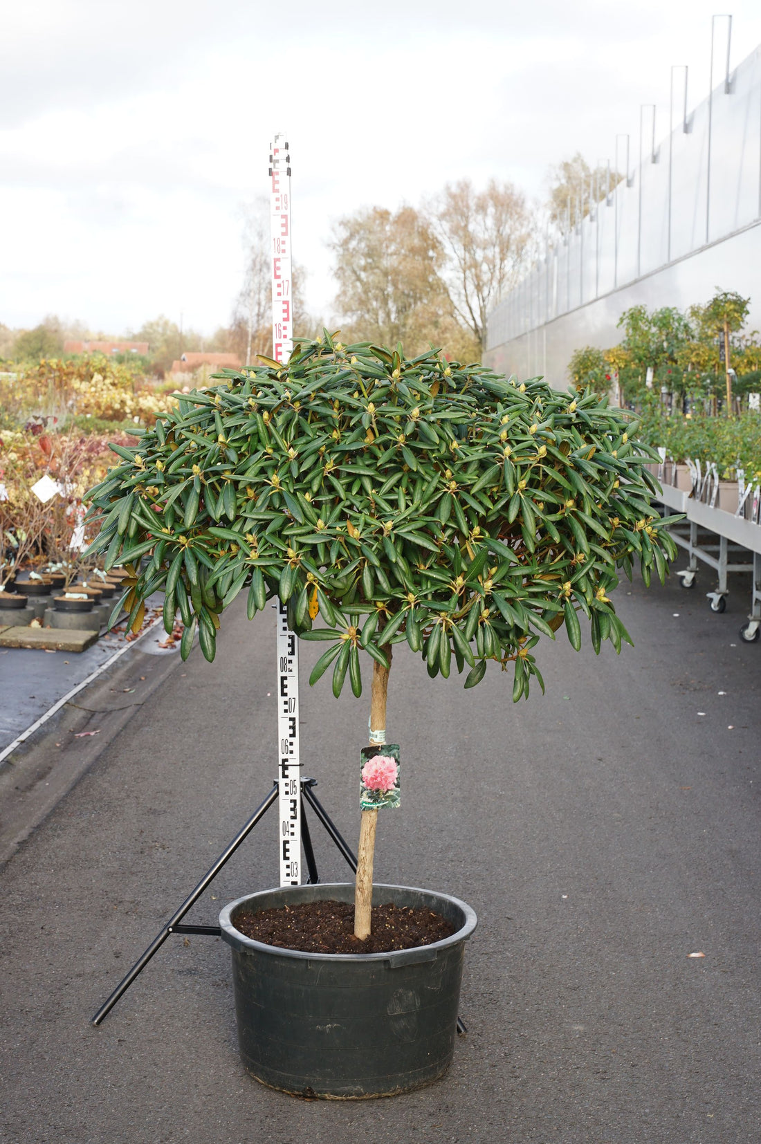 Rododendron (Y) &