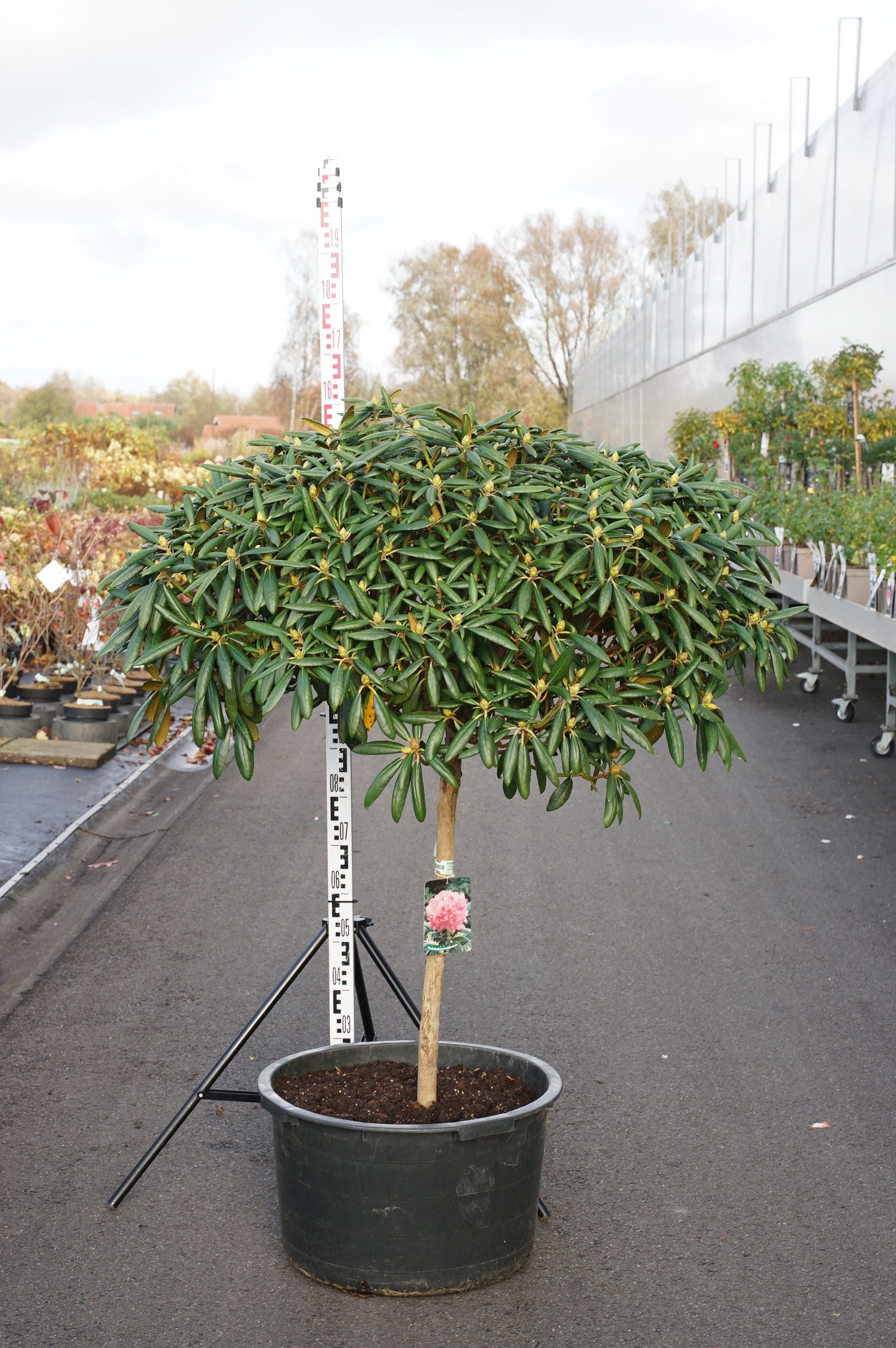 Rododendron (Y) &