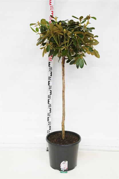 Rhododendron (Y) &