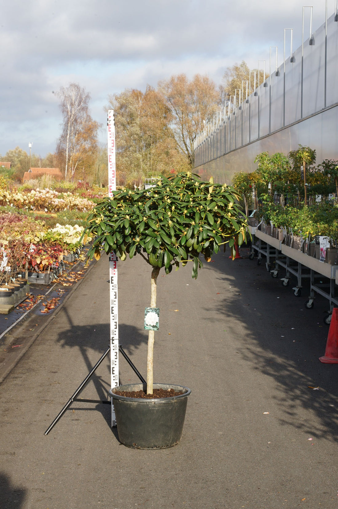 Rododendron (Y) &