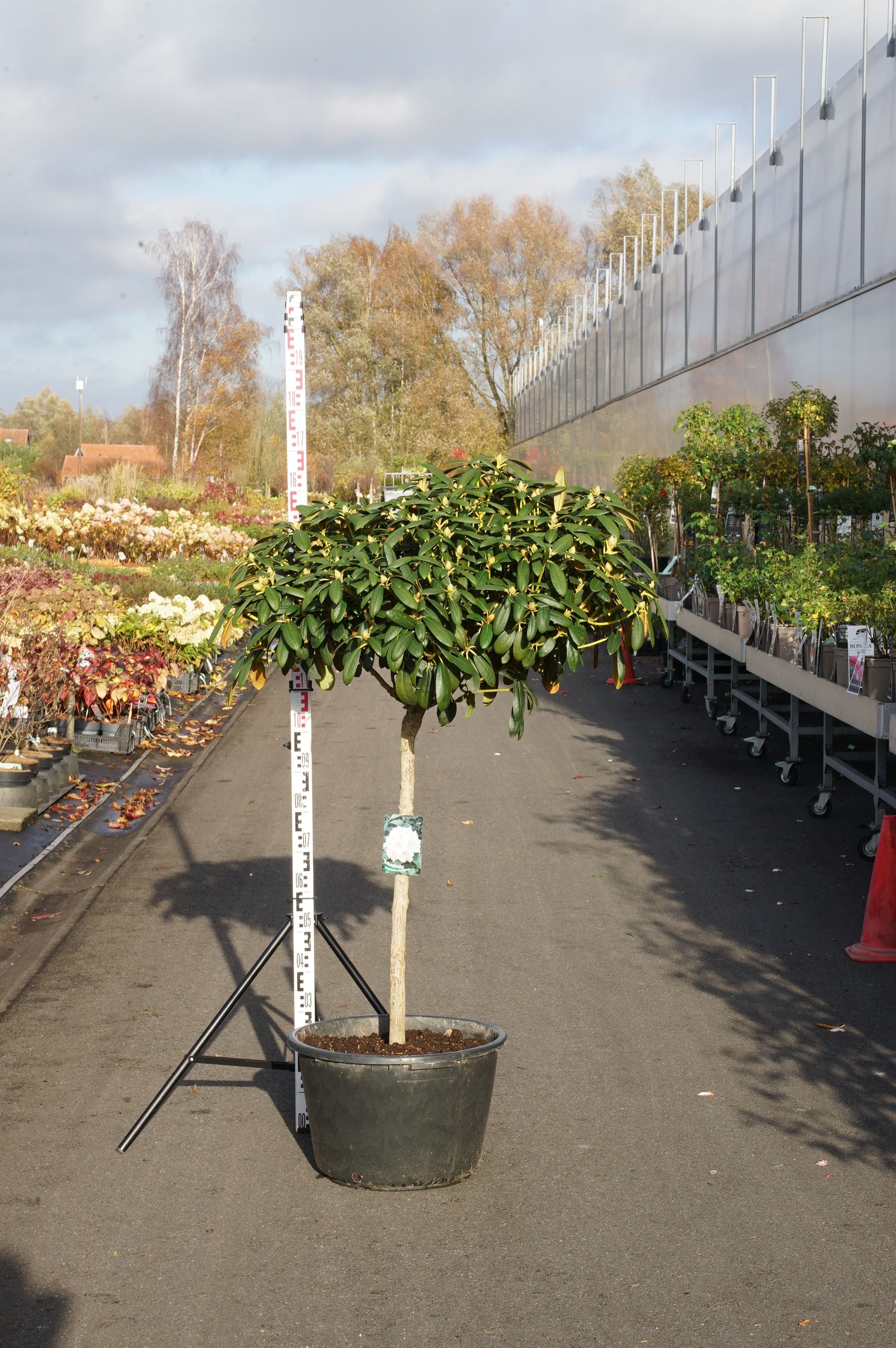Rododendron (Y) &