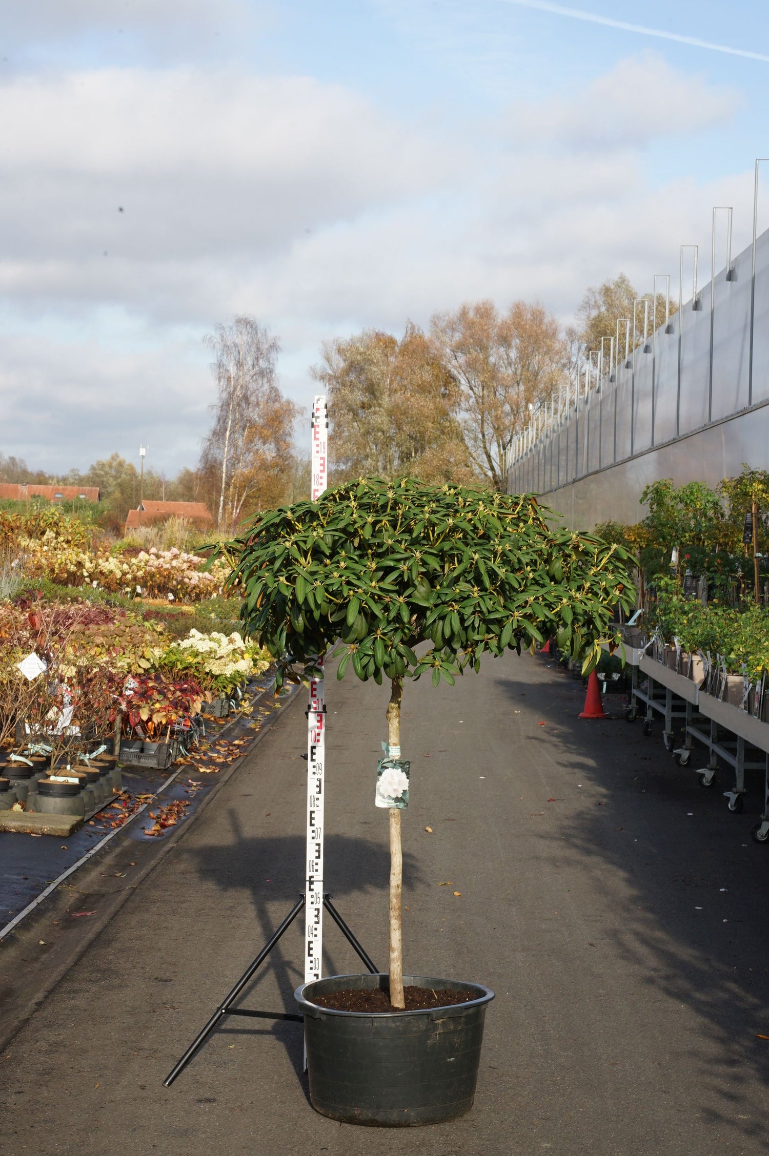 Rododendron (Y) &
