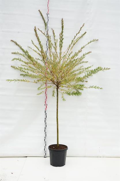 Salix integra &
