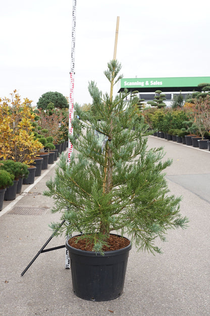 Sequoiadendron giganteum &