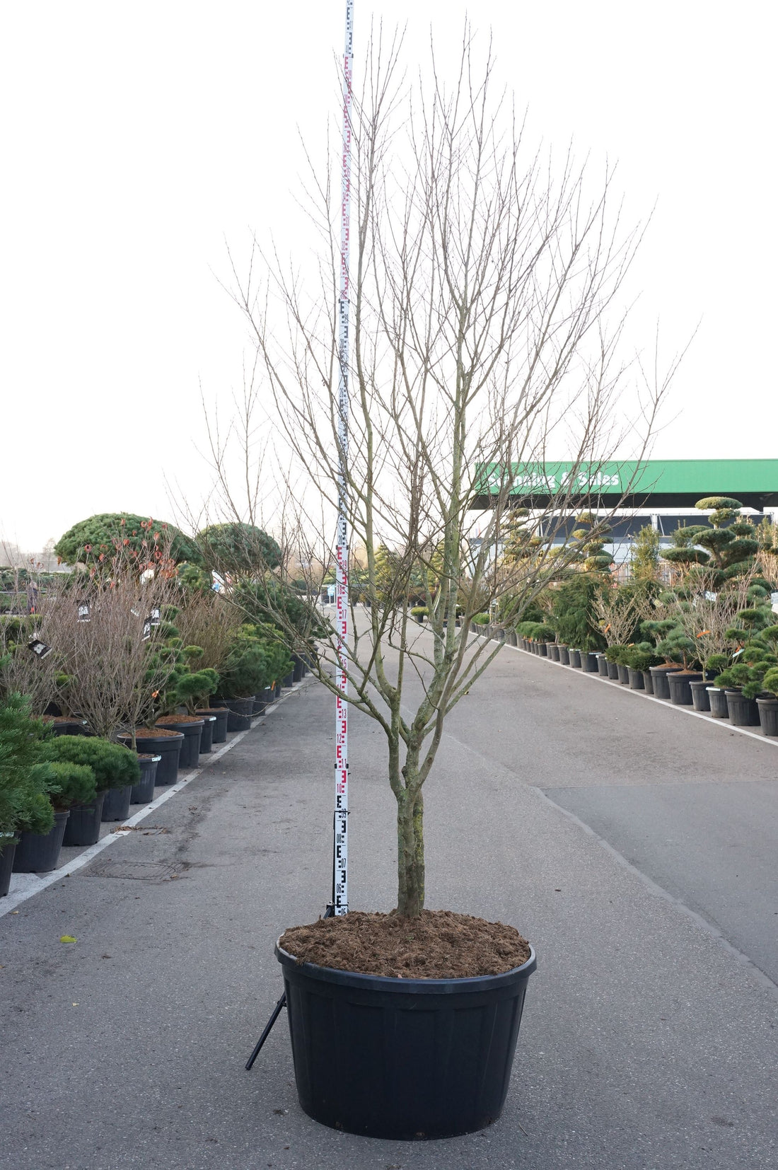 Snöklocksträd japonicus - C290 300-350 CM MULTISTEM