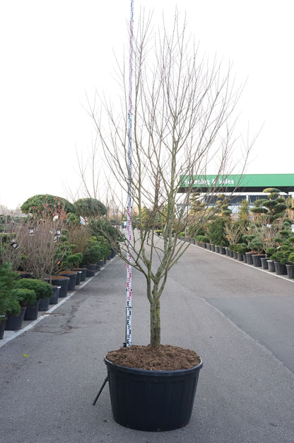 Styrax japonicus C290 (290 liters kruka) 300–350 cm flerstammig