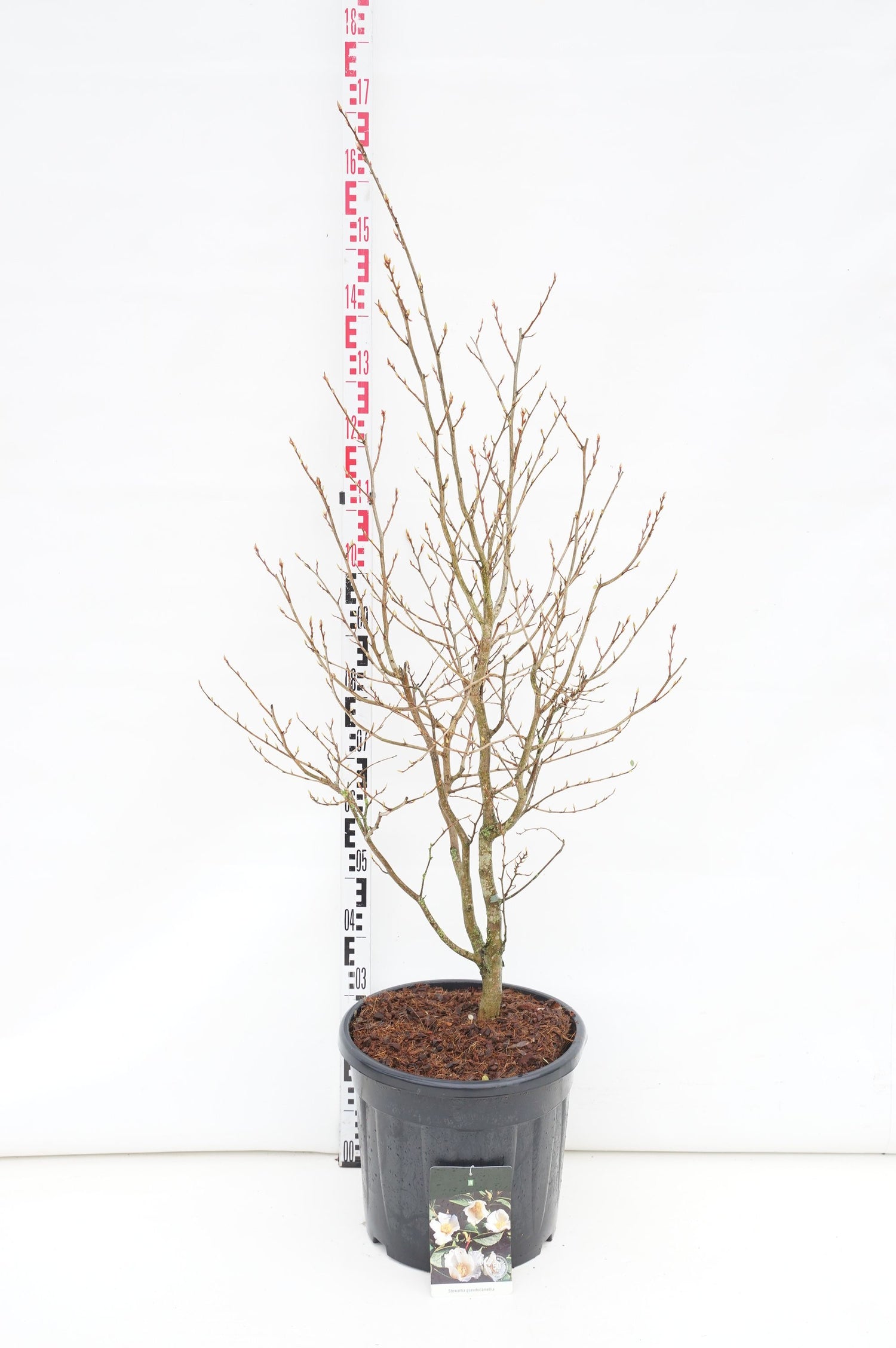 Stewartia pseudocamellia - C30 100-125CM EXTRA