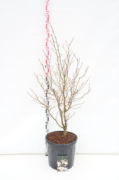 Stewartia pseudocamellia C30 (30 liters kruka) 100-125 cm