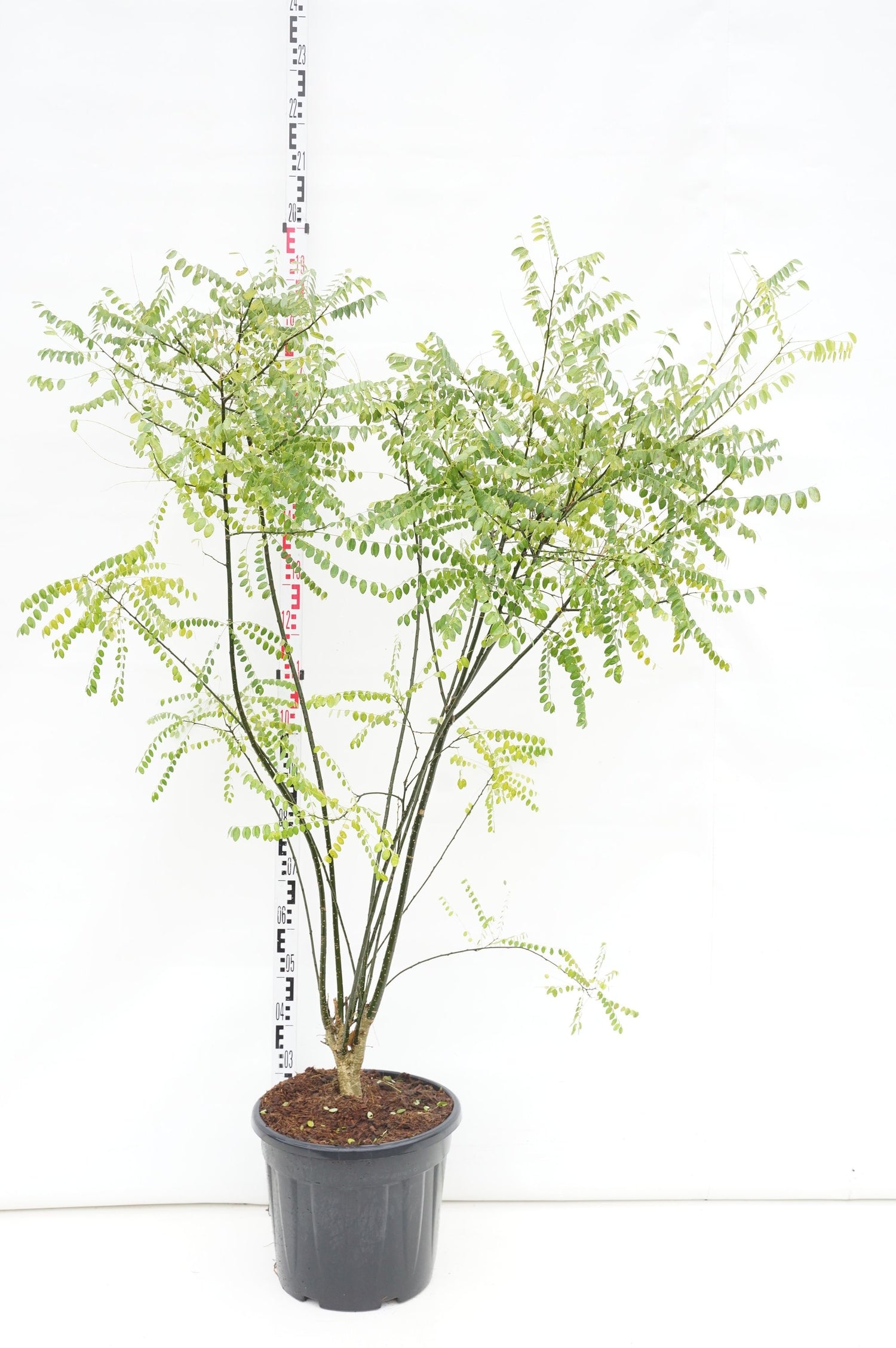 Pagodträd japonicum - C30 175-200CM EXTRA