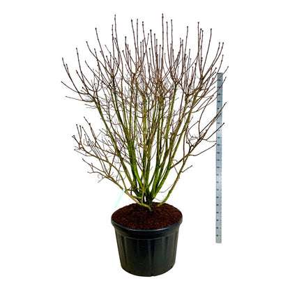 Syringa vulgaris &