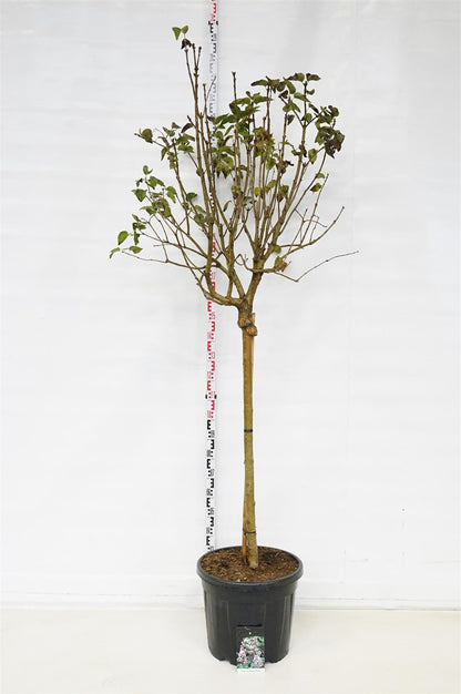 Syringa v. &