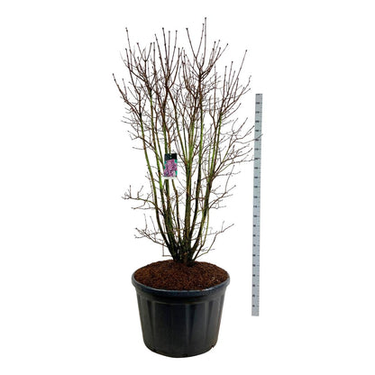 Syringa vulgaris &