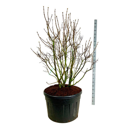 Syringa vulgaris &