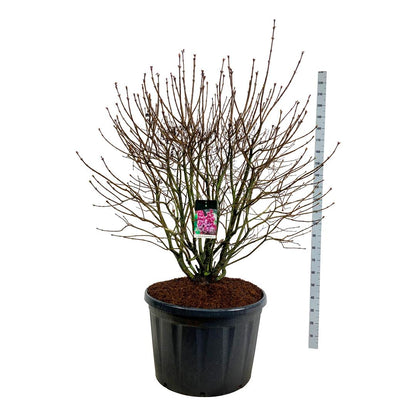 Syringa v. &