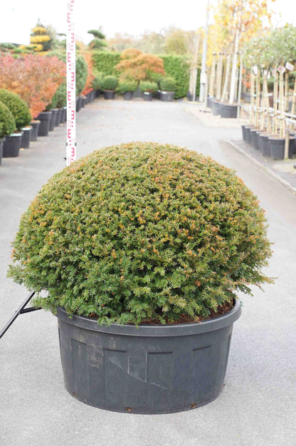 Taxus baccata C240 (240 liters kruka) Form