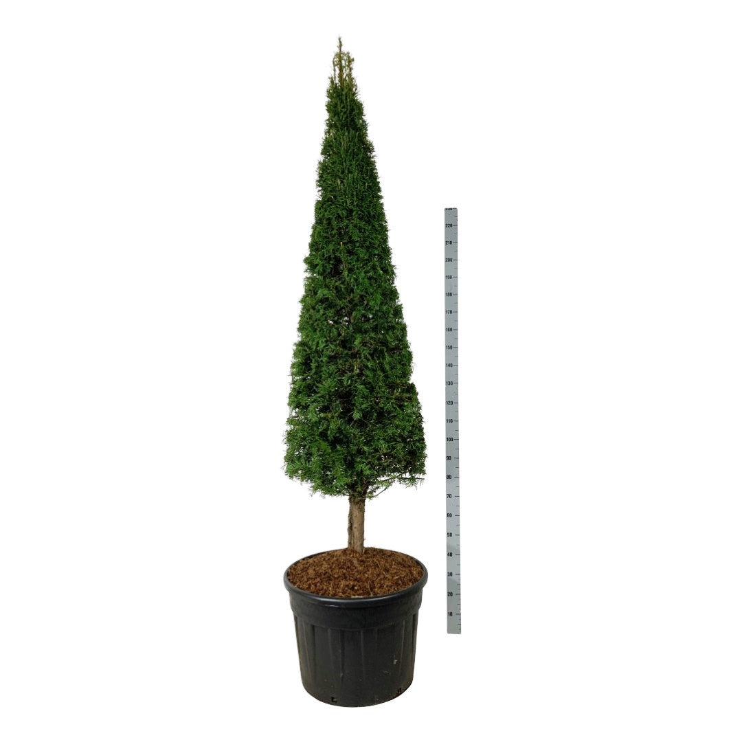 Idegran baccata - CONE ON STEM 200-225 C110