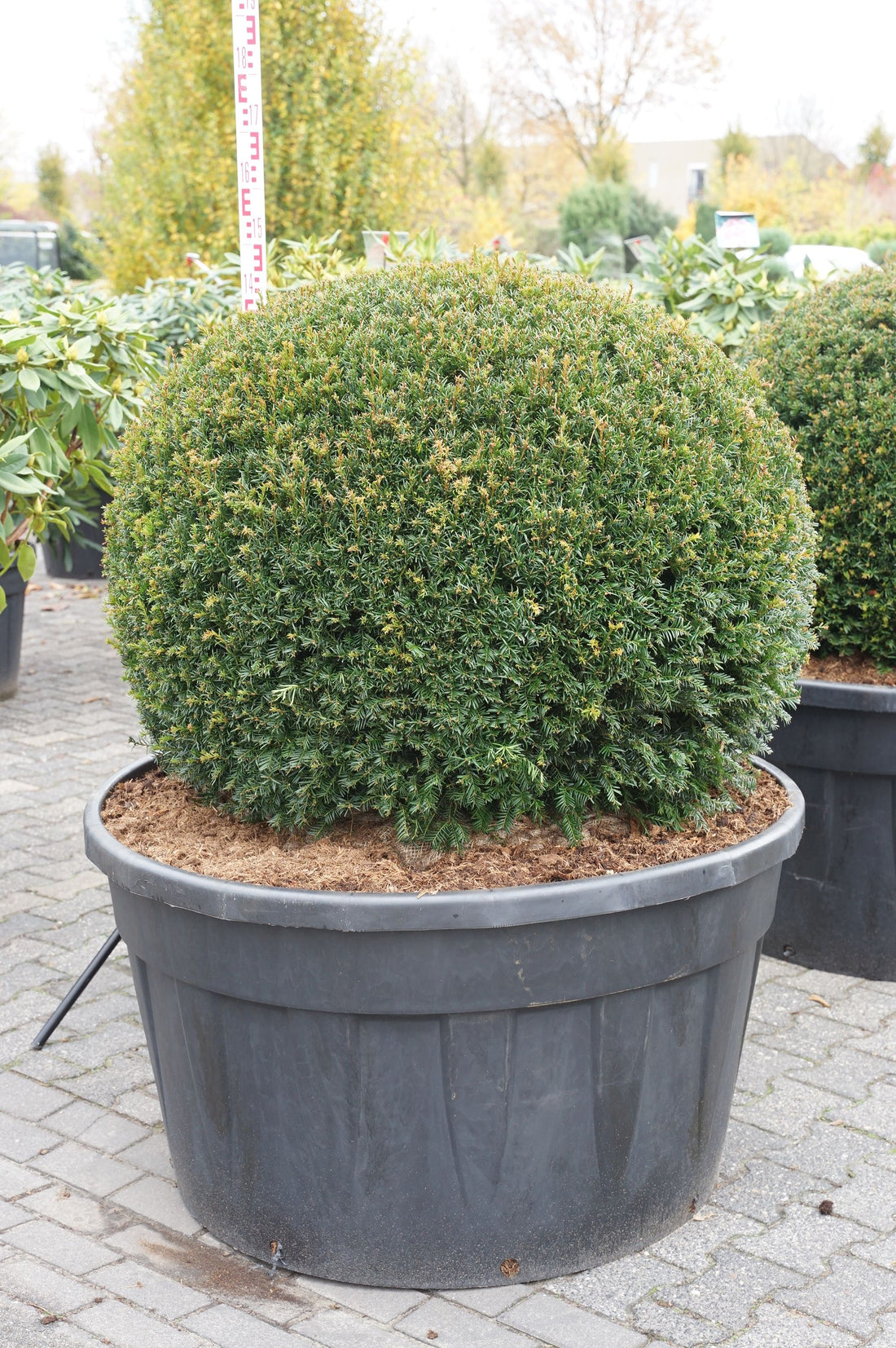 Idegran baccata - 100-120 CM BALL C500