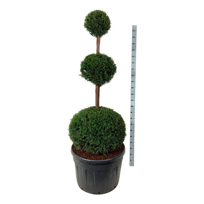 Taxus baccata TRIOBALL 150-175 cm C180 (180 liters kruka)