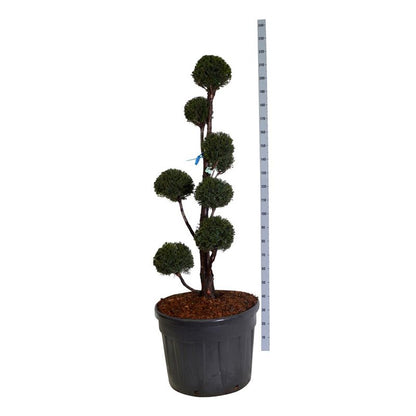 Taxus baccata flerstammig 150-175 cm C130 (130 liters kruka)