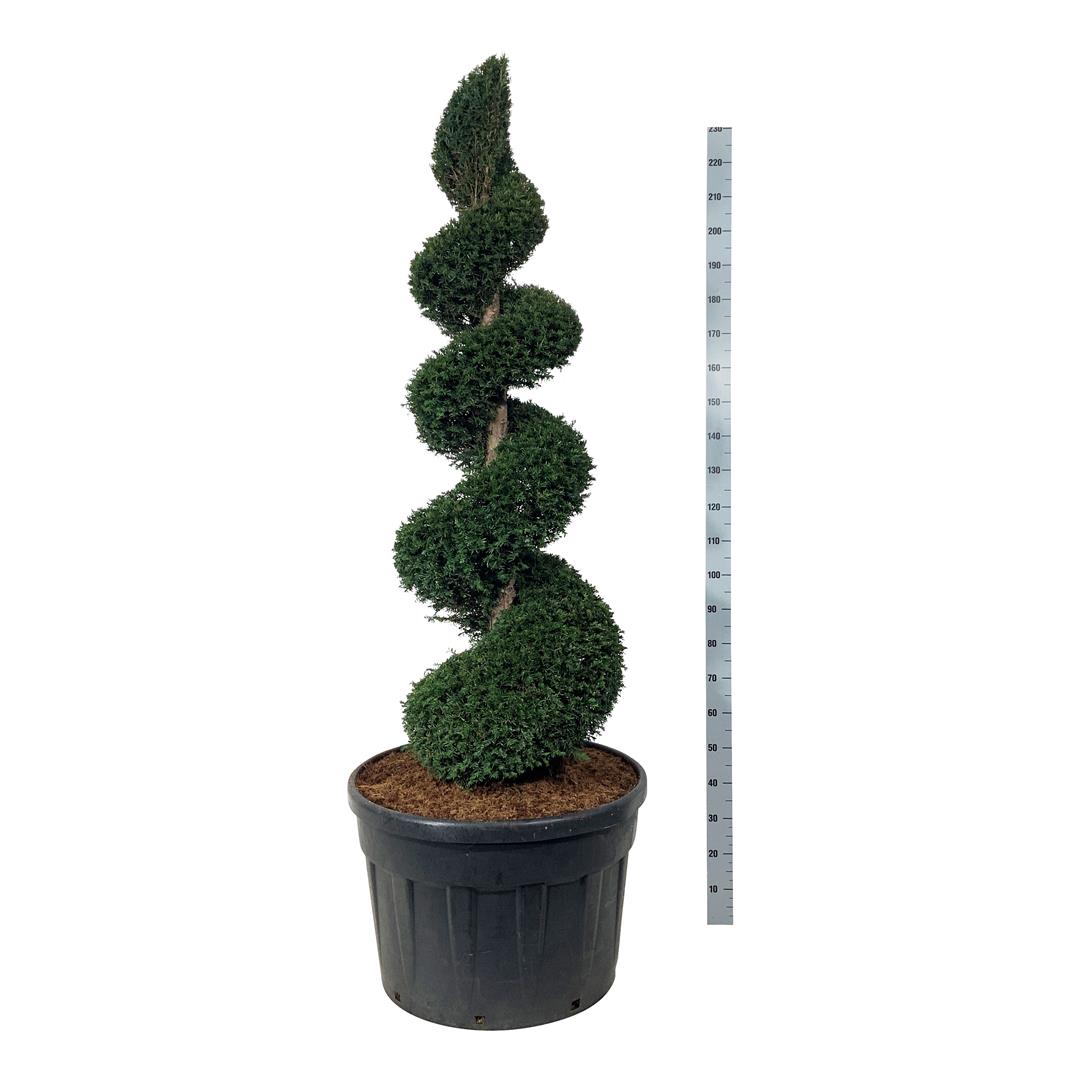 Idegran baccata - 150-175 CM SPI C180