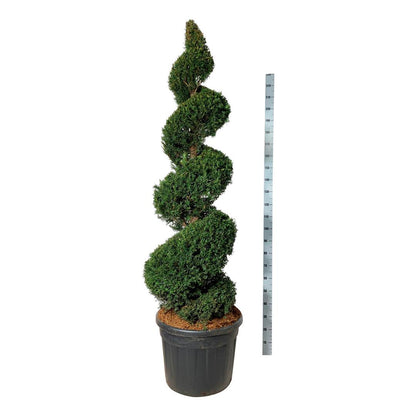 Taxus baccata 175-200 cm C130 (130 liters kruka)