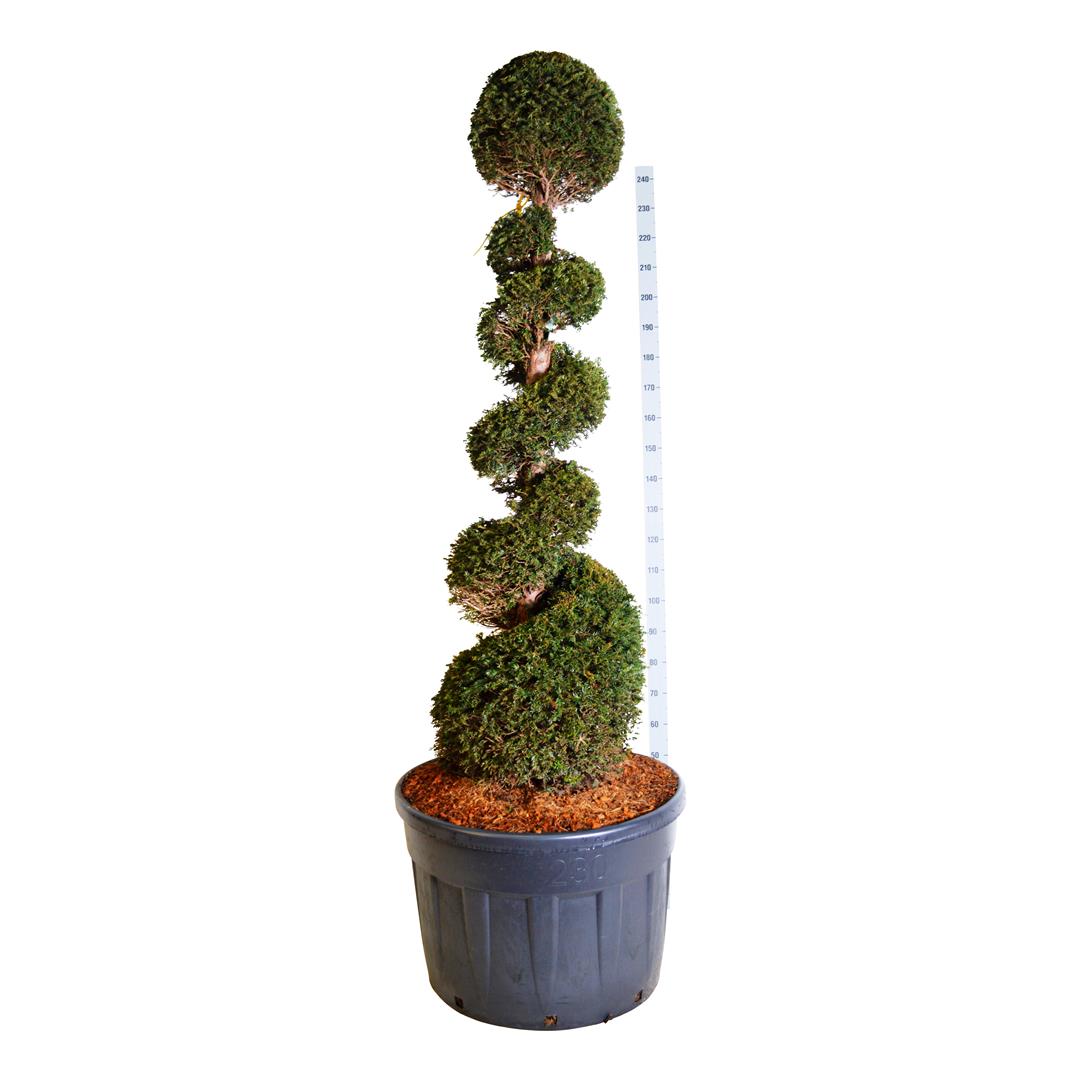 Idegran baccata - 175-200 CM SPI C230