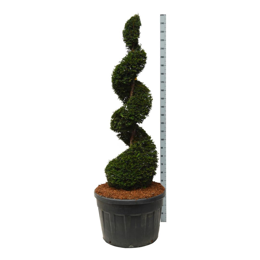 Idegran baccata - 175-200 CM SPI C180