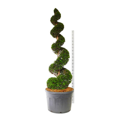 Taxus baccata 200-225 cm C180 (180 liters kruka)