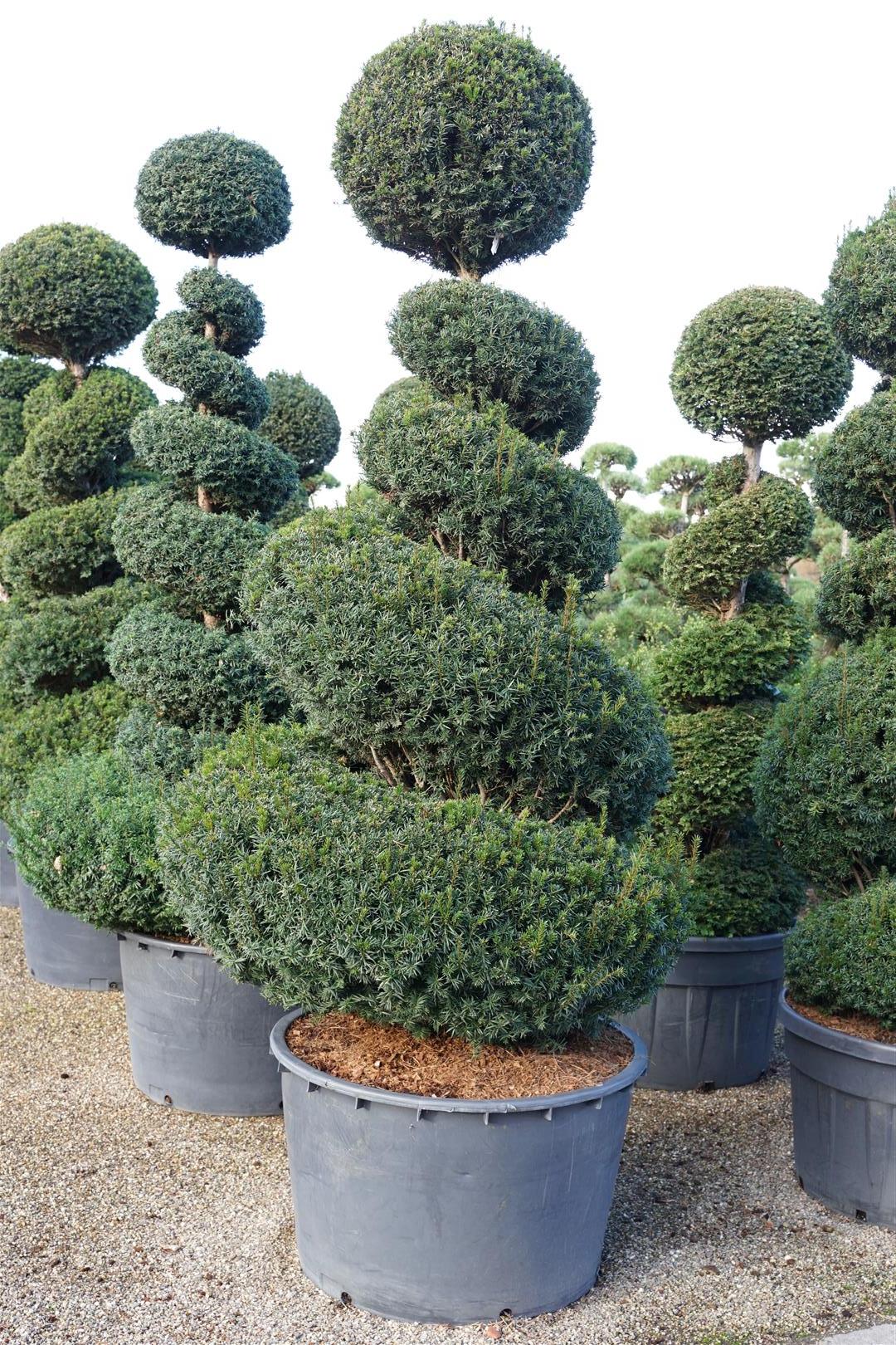Idegran baccata - 200-225 CM SPIR C285