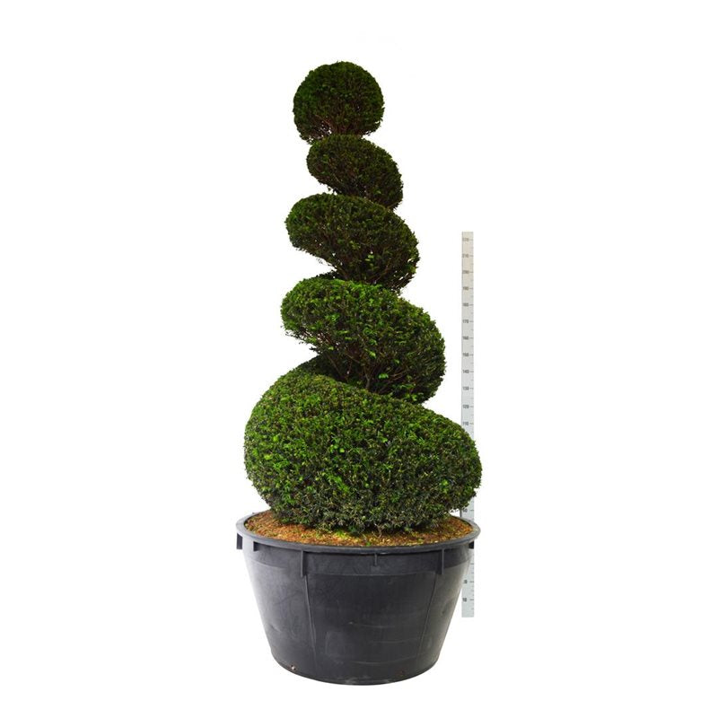 Idegran baccata - 200-225 CM SPI C230
