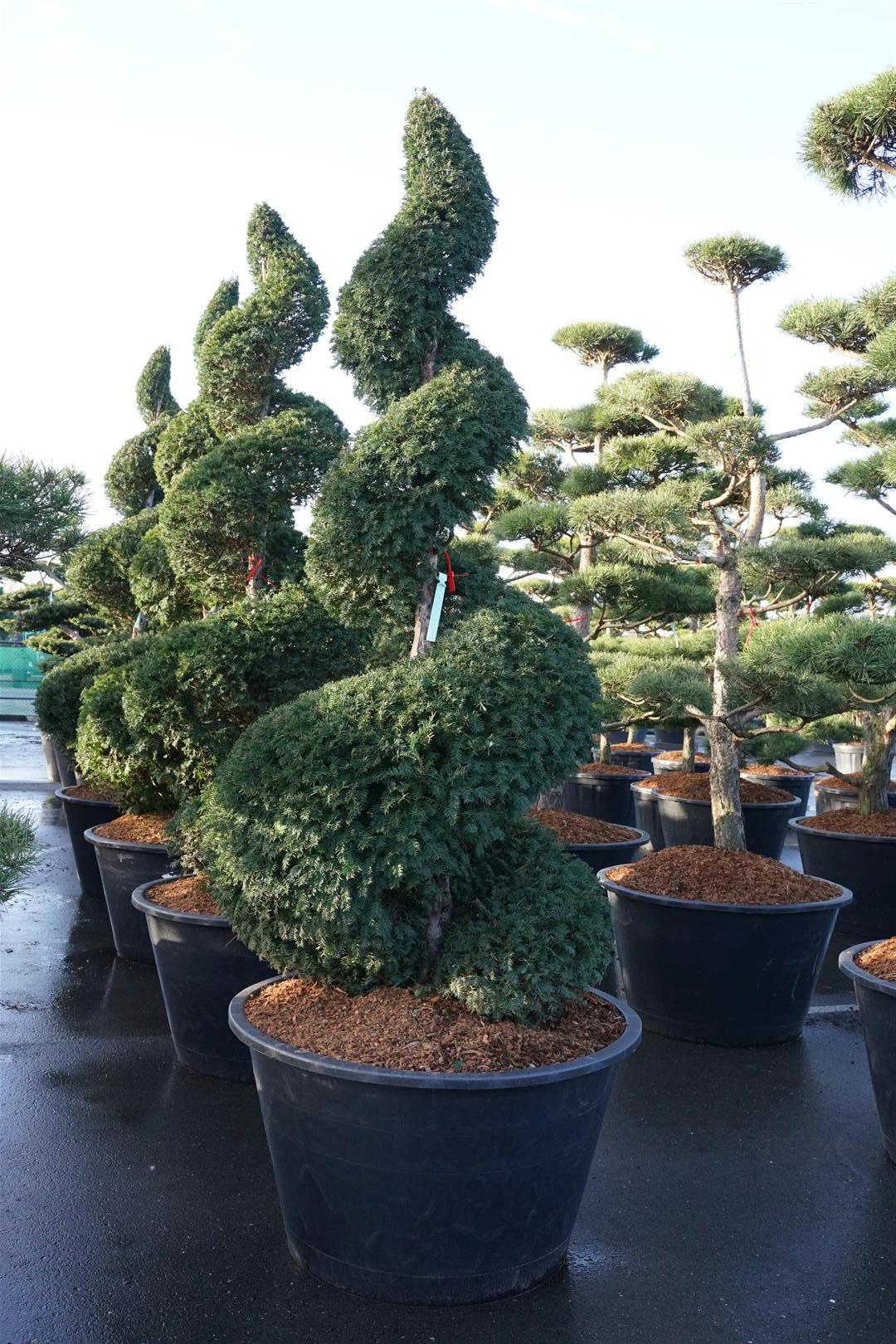 Idegran baccata - 225-250 CM SPI C500