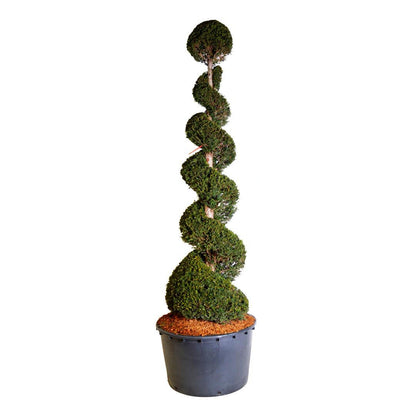 Taxus baccata 250-300 cm spiral C285 (285 liters kruka)