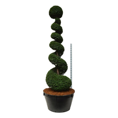 Taxus baccata 300-350 cm SPI C500 (500 liters kruka)