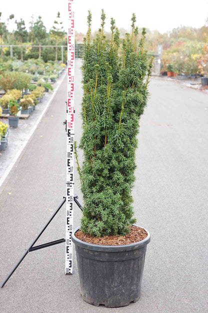 Taxus baccata &