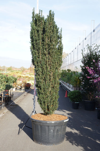 Taxus b. &