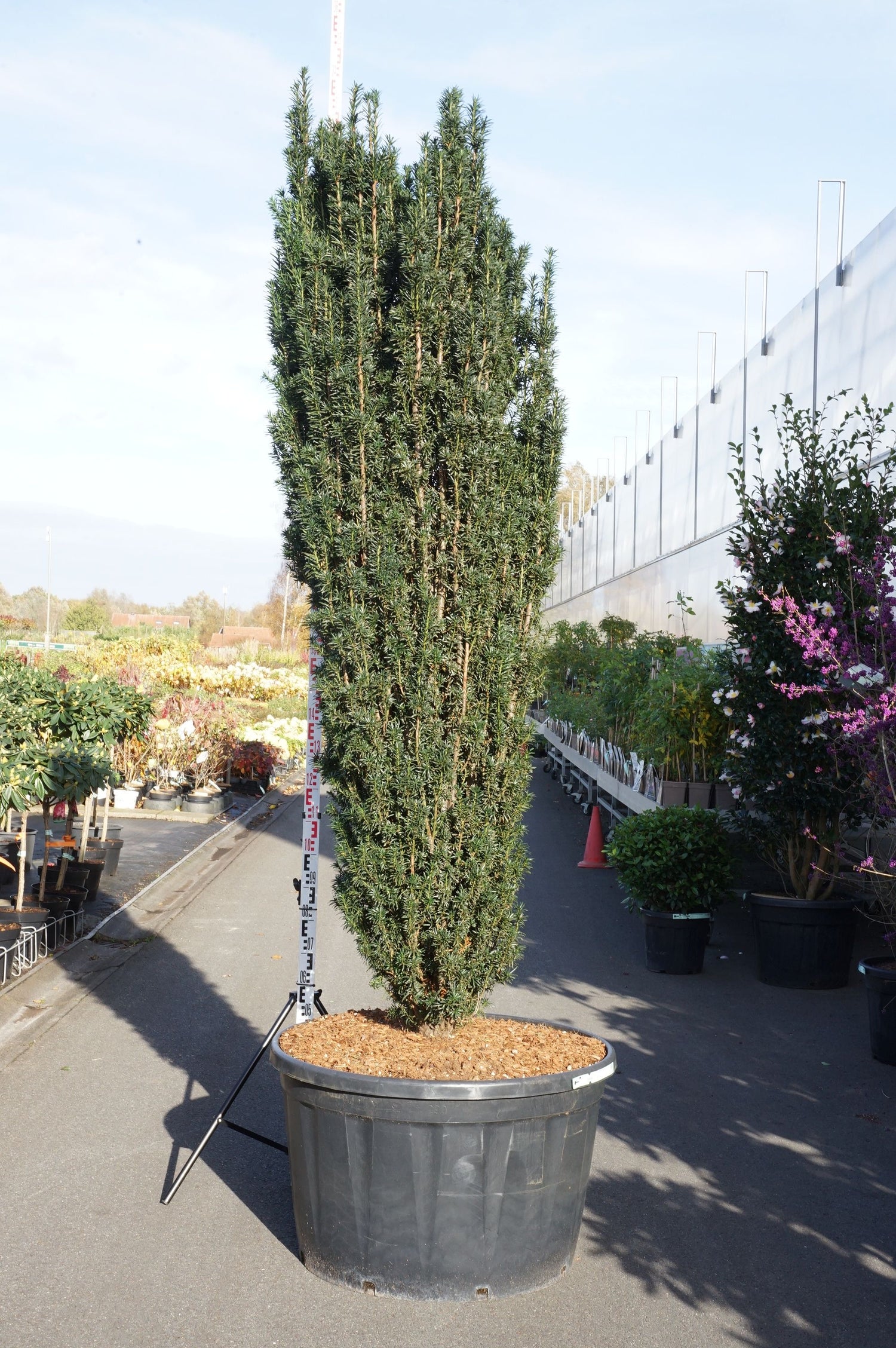 Taxus baccata &