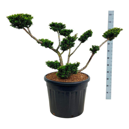 Taxus cuspidata nana Bonsai 60-80 cm C70 (70 liters kruka)